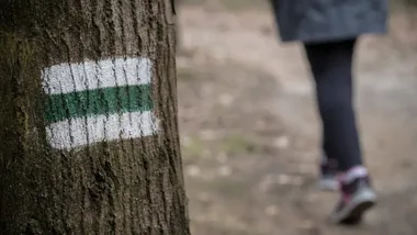 Dziewięć bezpłatnych spacerów pokaże, gdzie żyją jeże na Mokotowie