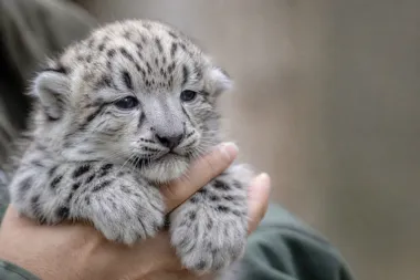 Trzy irbisy śnieżne urodziły się w Warszawskim ZOO. Na debiut trzeba poczekać