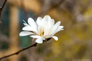 Magnolia, krokusy i rowerowa wystawa - wiosna weszła do Biblioteki Narodowej