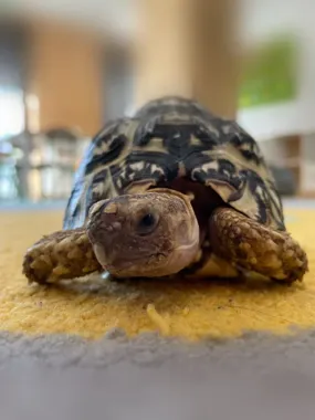 Żółwie, gady i dziecięca ciekawość - Kadr szykuje bliskie spotkanie