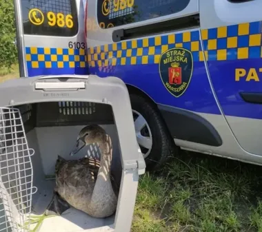 Kilka dni wymykał się strażnikom. Łabędź z Kanału Żerańskiego odłowiony