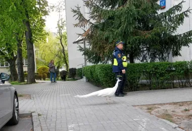 Biały paw wywołał uliczną eskortę - strażnicy zablokowali ruch w Mokotowie