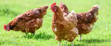 Ptasia grypa na Mazowszu. Hodowcy muszą szybko zaostrzyć ochronę stad