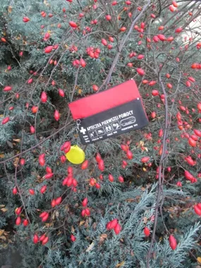 Ziołowa apteczka domowa i survivalowa - czego warto mieć pod ręką w domu i w terenie